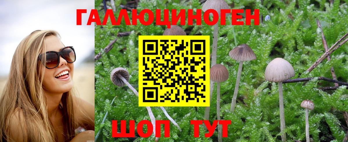 Псилоцибиновые грибы Psilocybine cubensis Курчатов